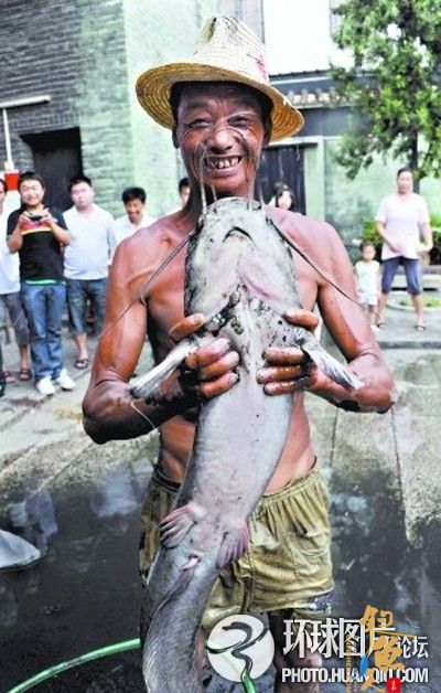 番禺村民捉到4条巨型塘虱