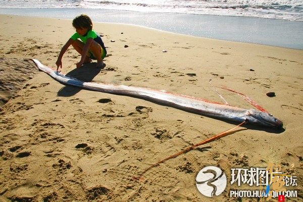 美国加州海滩发现4米长巨型“皇带鱼”