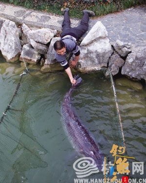 浙江渔民在水库内捕获长1.92米重208斤大鱼 图