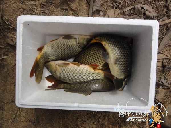 云鹏、凤凰谷，掀起你的盖头来——凤凰谷篇(120103)