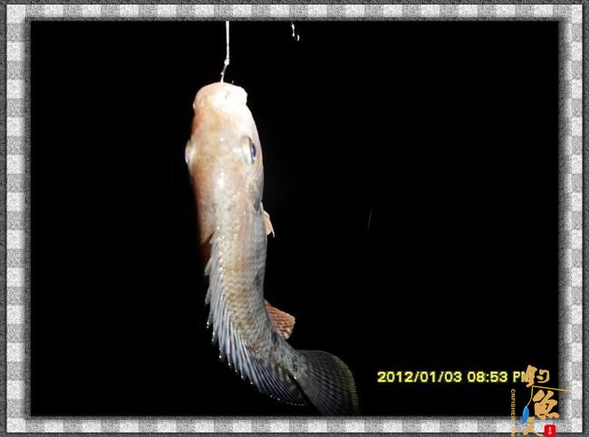 2012002夜钓破纪录 3个小时的鱼获 图
