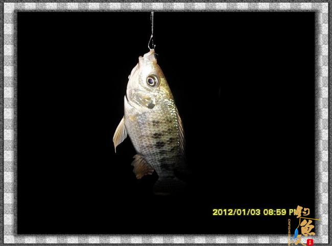 2012002夜钓破纪录 3个小时的鱼获 图