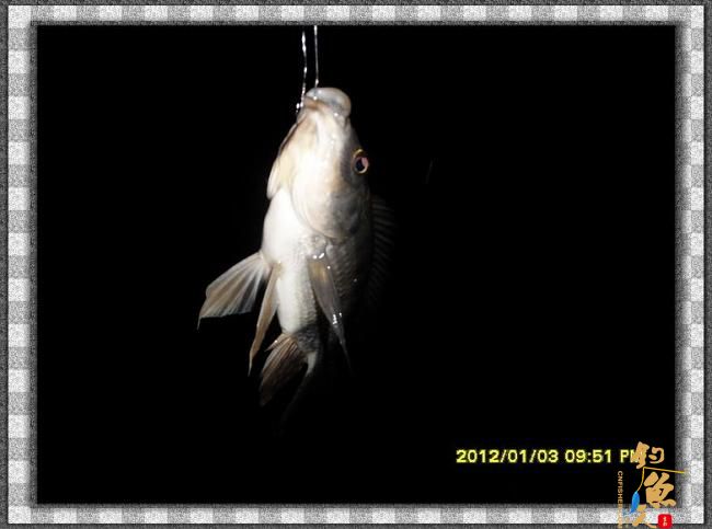 2012002夜钓破纪录 3个小时的鱼获 图