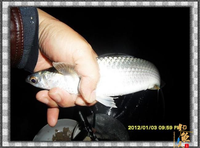 2012002夜钓破纪录 3个小时的鱼获 图