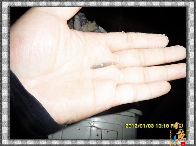 2012002夜钓破纪录 3个小时的鱼获 图