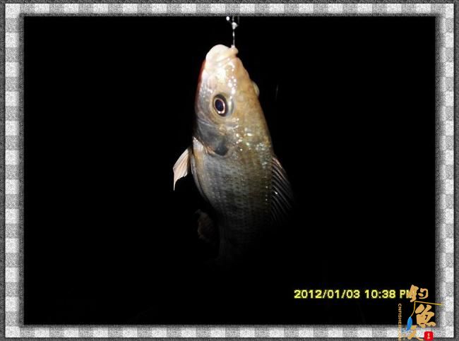 2012002夜钓破纪录 3个小时的鱼获 图