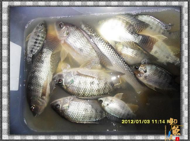 2012002夜钓破纪录 3个小时的鱼获 图