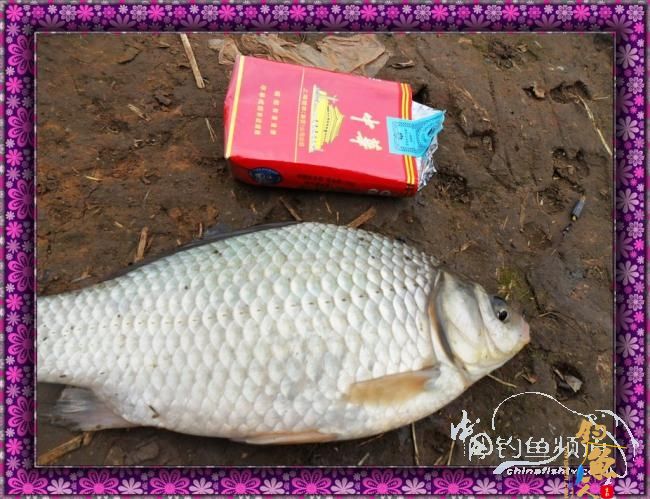 新年里开竿大吉哦，讨个彩头！图