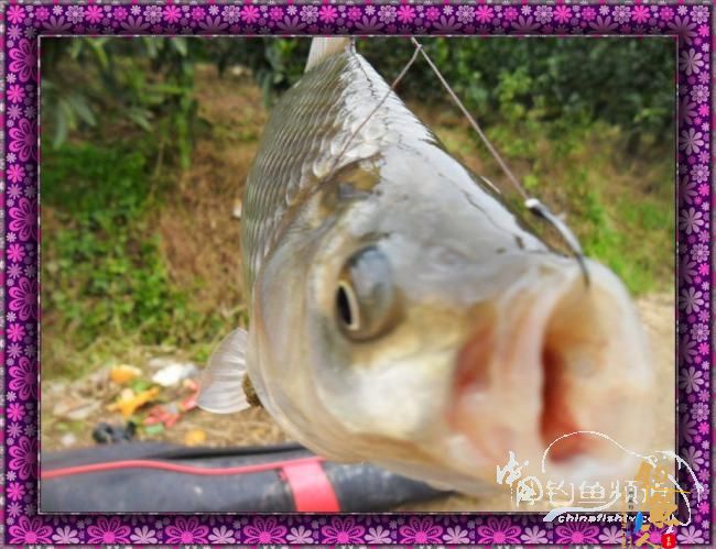 新年里开竿大吉哦，讨个彩头！图