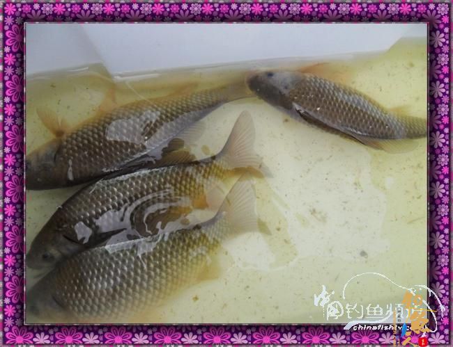 新年里开竿大吉哦，讨个彩头！图