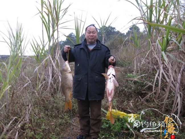 【原创】《凤亭水库战役》《2011回顾》图