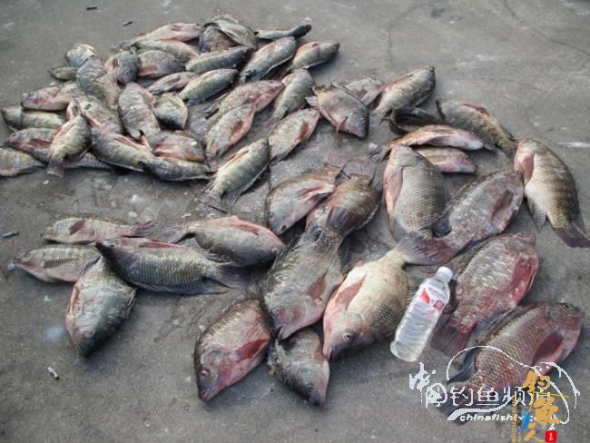 【原创】《凤亭水库战役》《2011回顾》图