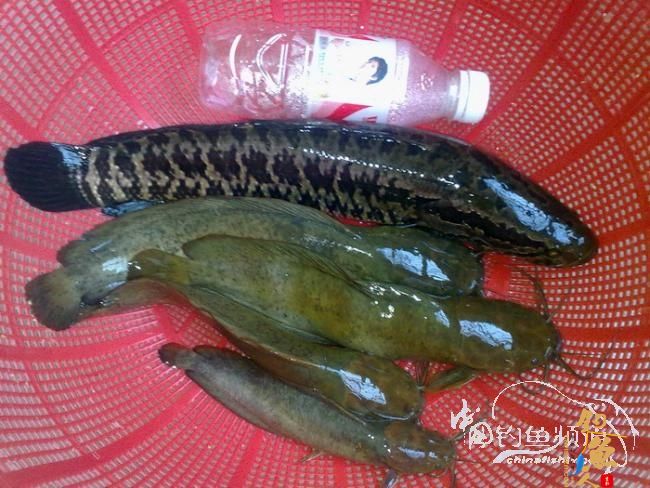 【原创】《凤亭水库战役》《2011回顾》图