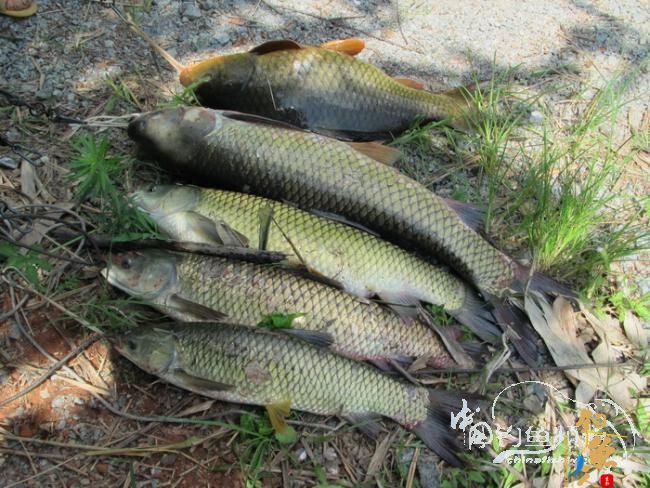 【原创】《凤亭水库战役》《2011回顾》图