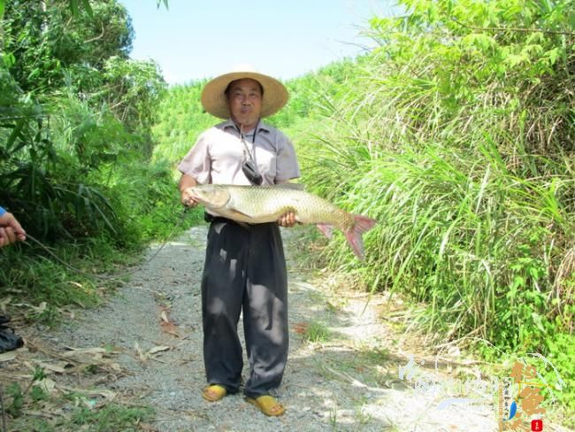 【原创】《凤亭水库战役》《2011回顾》图