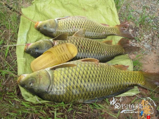 【原创】《凤亭水库战役》《2011回顾》图