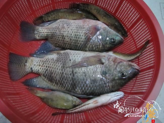 【原创】《凤亭水库战役》《2011回顾》图