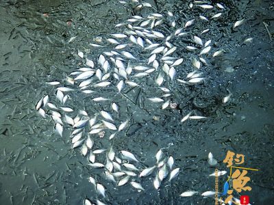 南京情侣园百条小鱼被冻死于水面 图