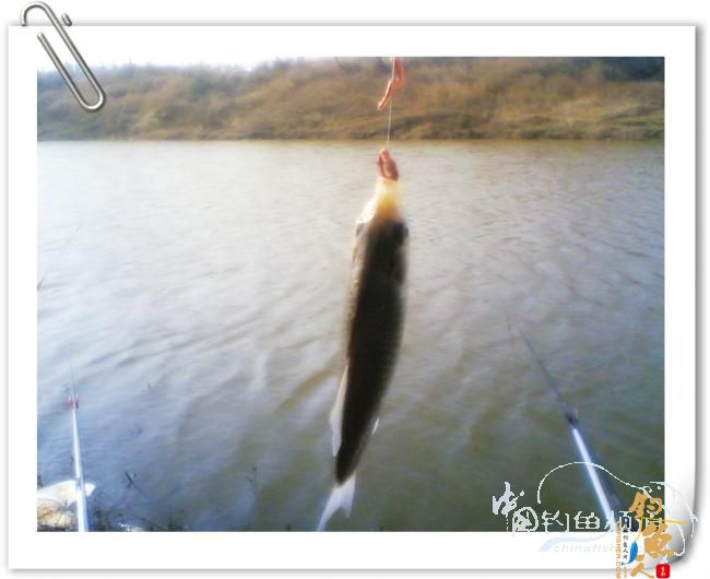 冬日小钓，收获寥寥【原创】