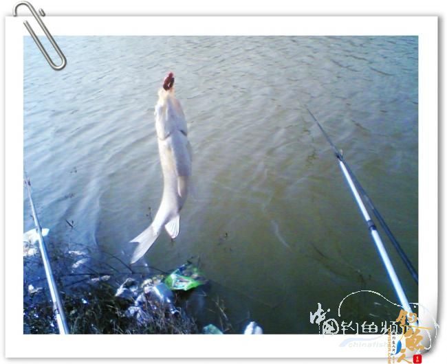 冬日小钓，收获寥寥【原创】