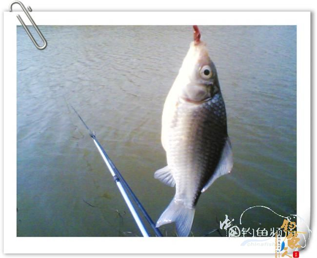 冬日小钓，收获寥寥【原创】