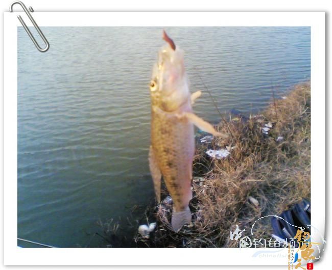 冬日小钓，收获寥寥【原创】