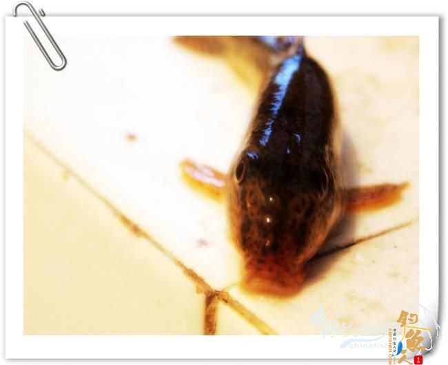 冬日小钓，收获寥寥【原创】