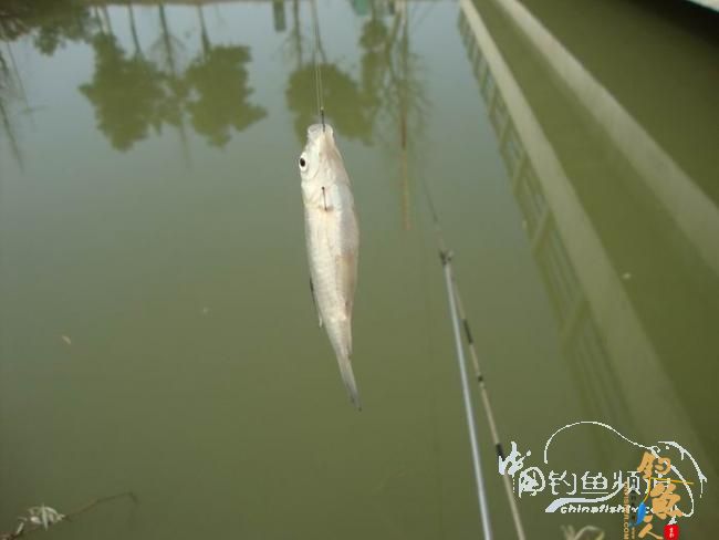 龙年第二钓～小鱼继续闹、钓完放生了