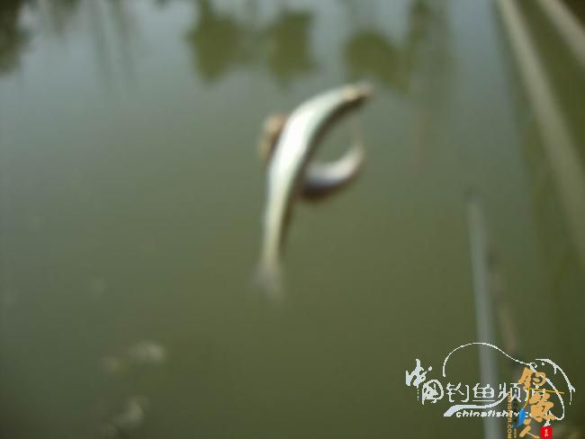 龙年第二钓～小鱼继续闹、钓完放生了