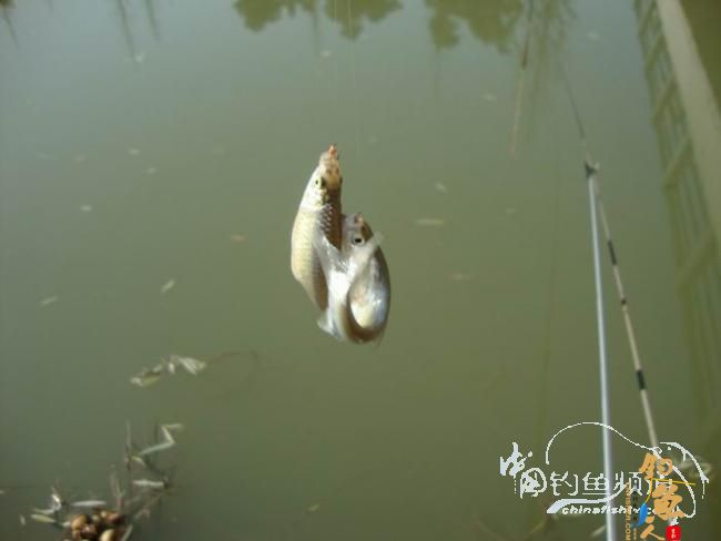 龙年第二钓～小鱼继续闹、钓完放生了