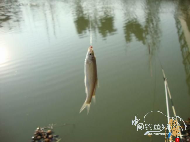 龙年第二钓～小鱼继续闹、钓完放生了