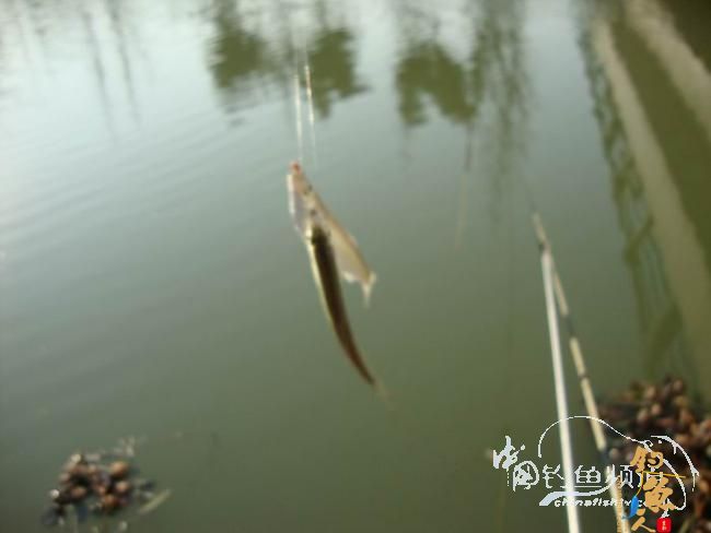 龙年第二钓～小鱼继续闹、钓完放生了