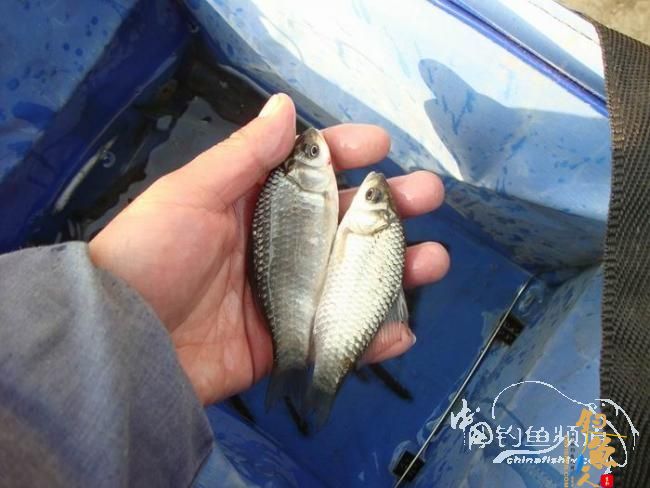 龙年第二钓～小鱼继续闹、钓完放生了