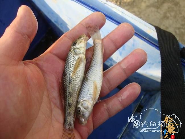 龙年第二钓～小鱼继续闹、钓完放生了