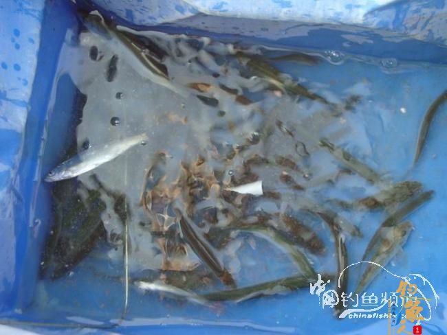 龙年第二钓～小鱼继续闹、钓完放生了