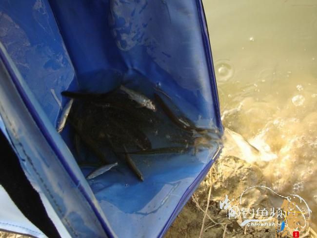 龙年第二钓～小鱼继续闹、钓完放生了