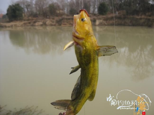 龙年第一钓 生擒两“皇上”【原创】