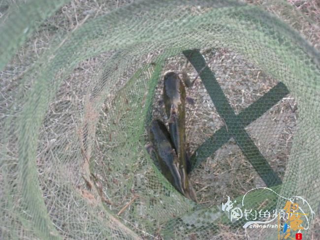 龙年第一钓 生擒两“皇上”【原创】