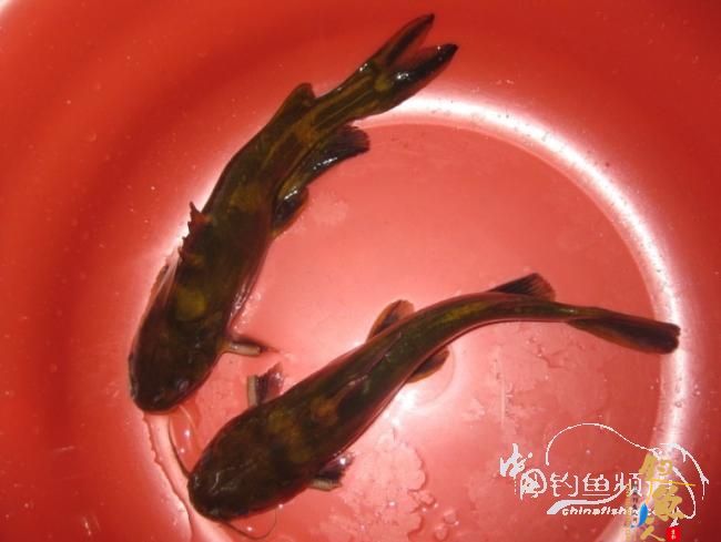 龙年第一钓 生擒两“皇上”【原创】