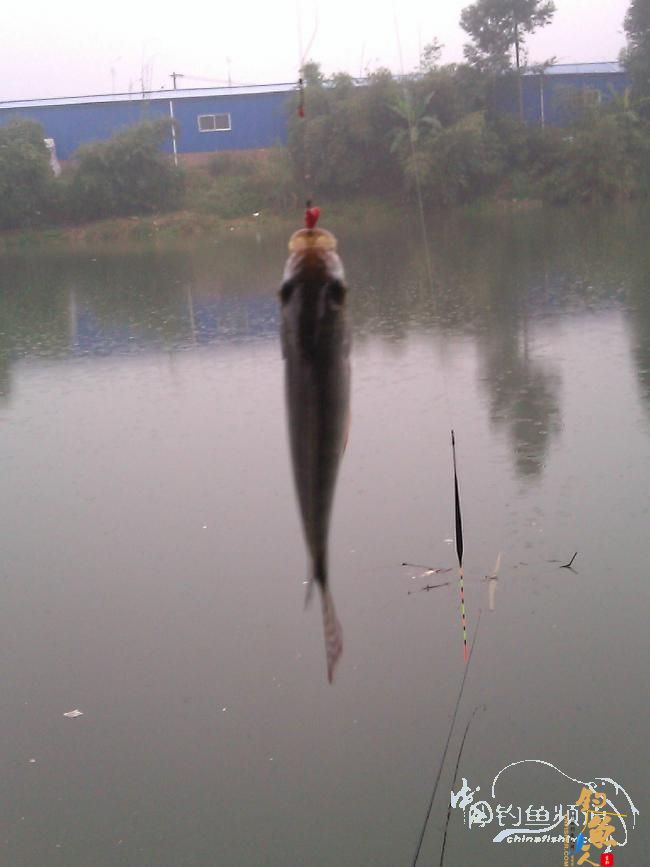 宁德钓记③——2012首钓有礼！