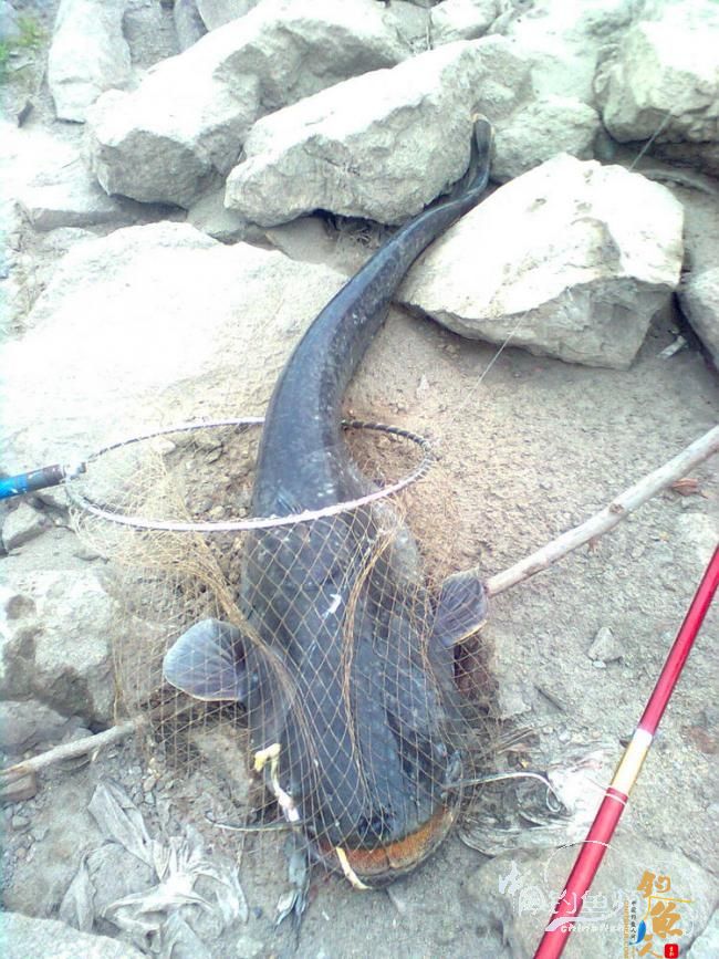 江陵一位钓鱼爱好者在长江铁牛矶段钓起了重达44斤的大鲢