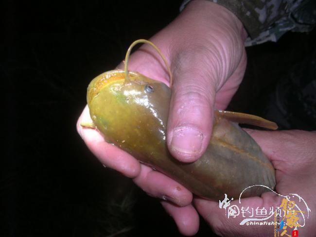 野钓无鱼时无语---------那一夜苦梦