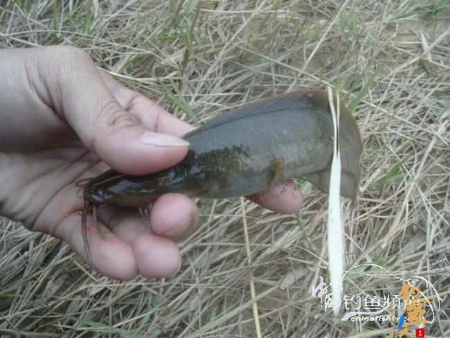 野钓无鱼时无语---------那一夜苦梦