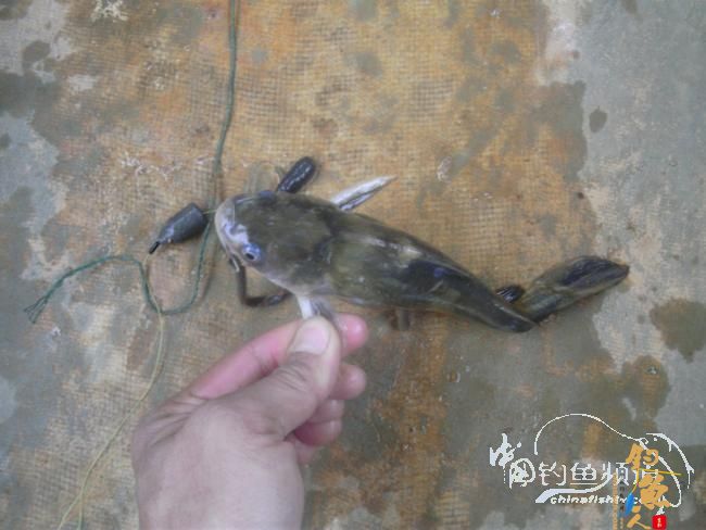 野钓无鱼时无语---------那一夜苦梦