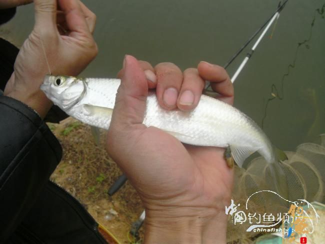 野钓无鱼时无语---------那一夜苦梦