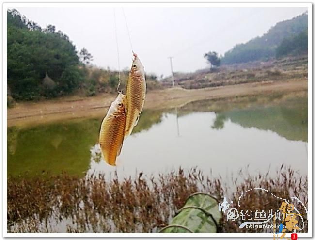 野钓日记----新年首钓野山塘，俺与夫人联袂往