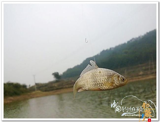 野钓日记----新年首钓野山塘，俺与夫人联袂往