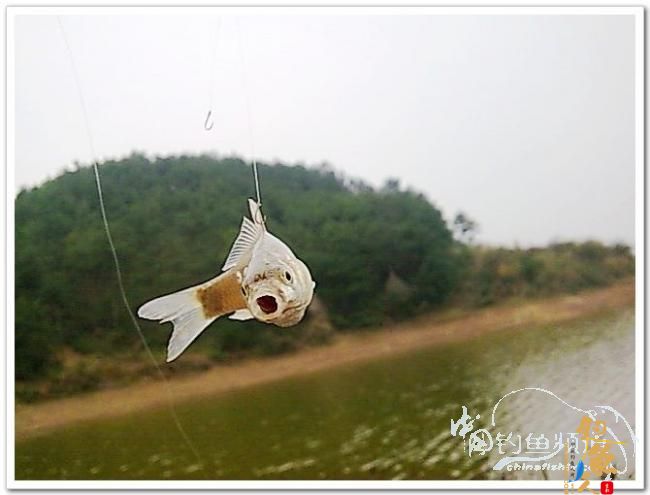 野钓日记----新年首钓野山塘，俺与夫人联袂往