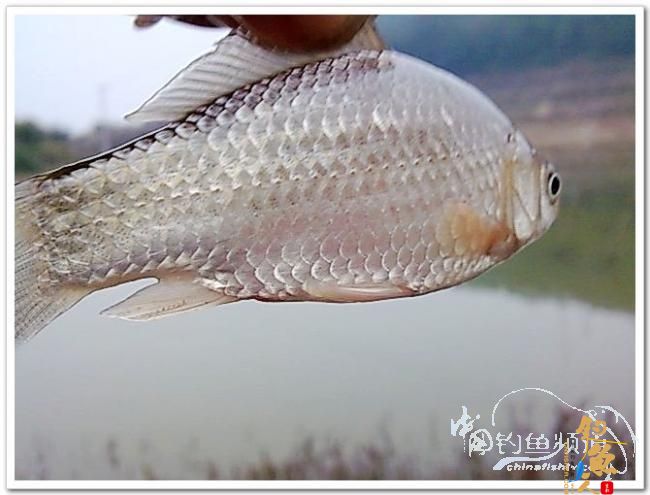 野钓日记----新年首钓野山塘，俺与夫人联袂往