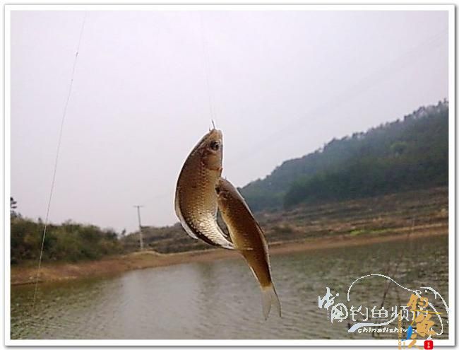 野钓日记----新年首钓野山塘，俺与夫人联袂往
